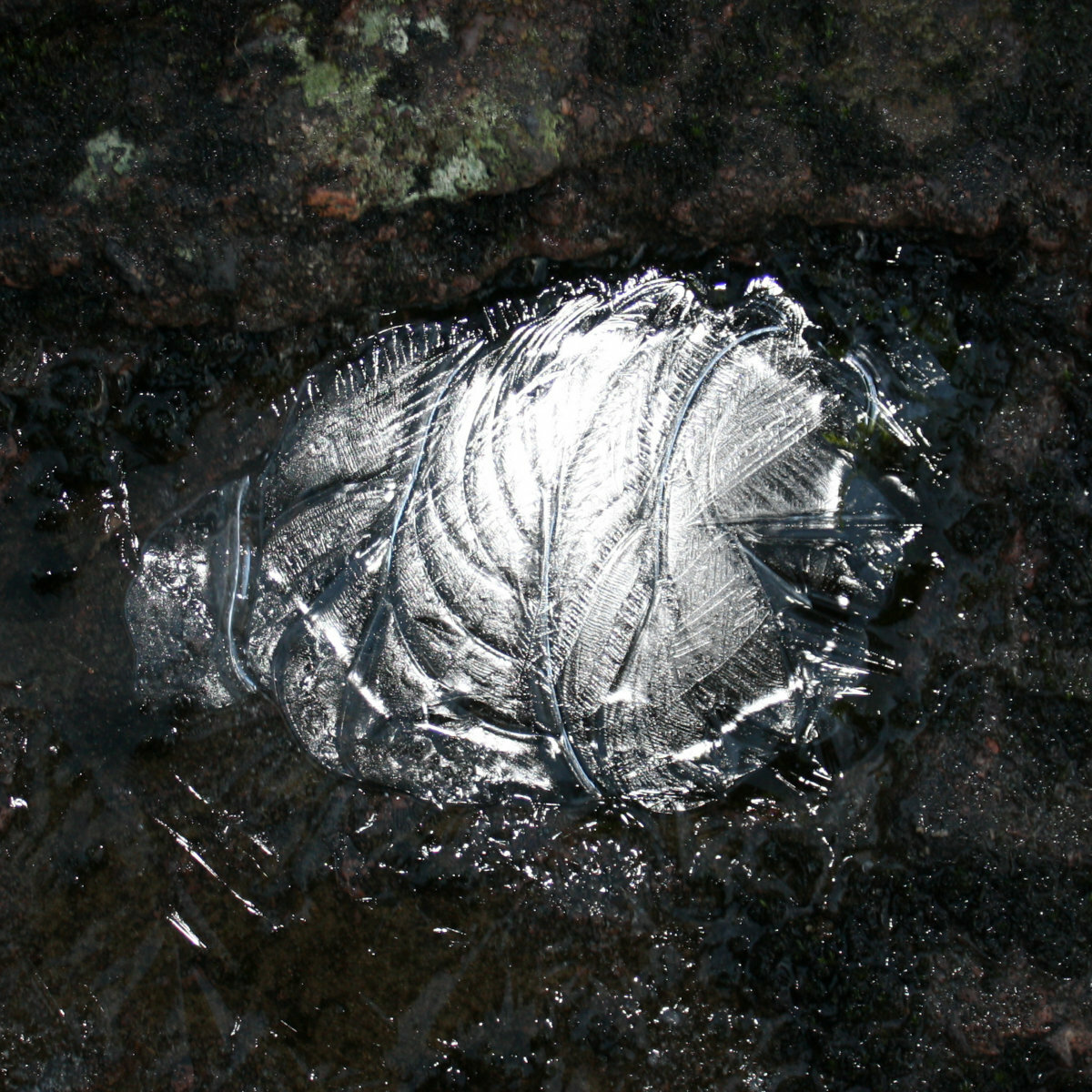 Darkness surrounds a reflective surface, possibly ice, which shows the markings of leaves and natural debris.