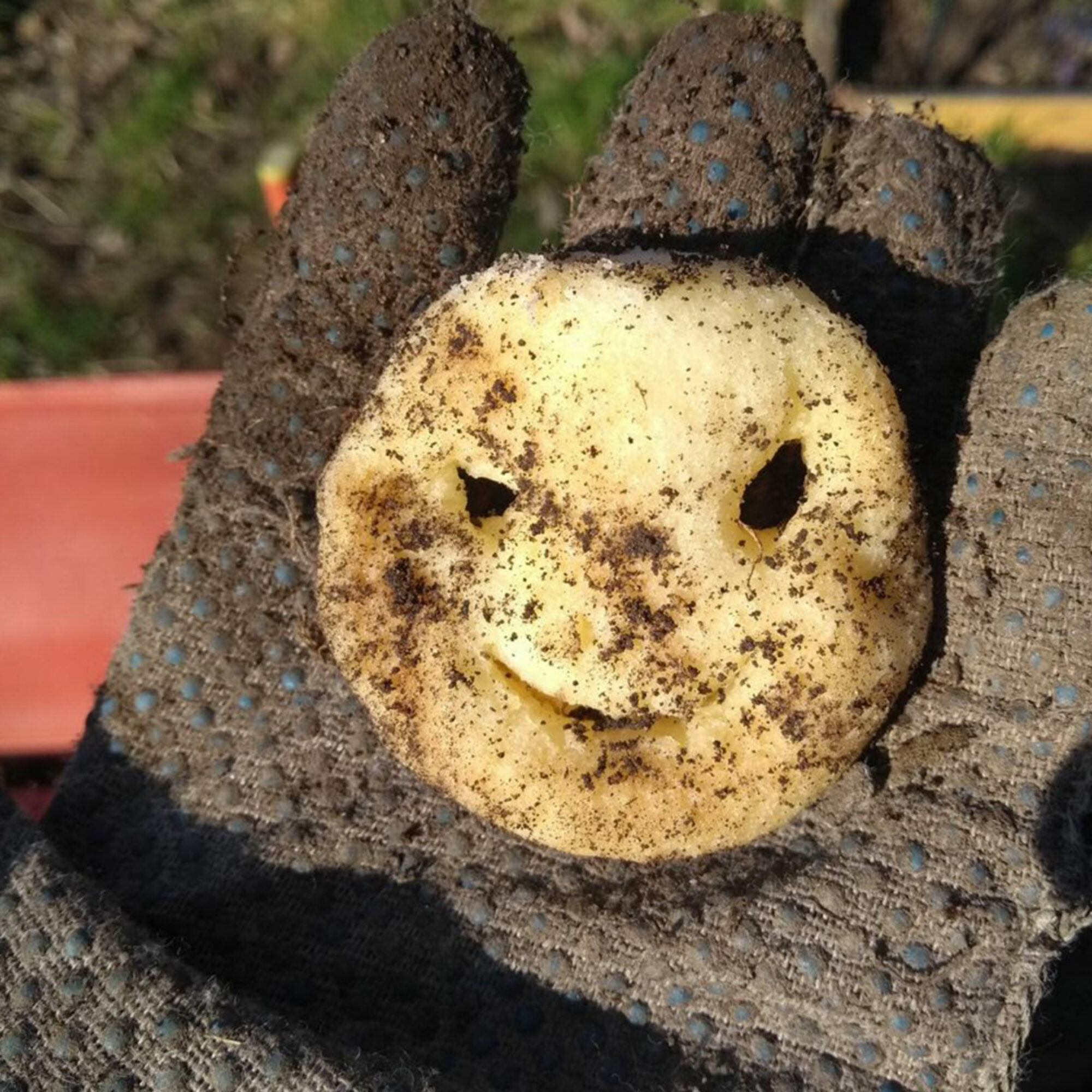 A dirty potato smiley face rests in a hand.